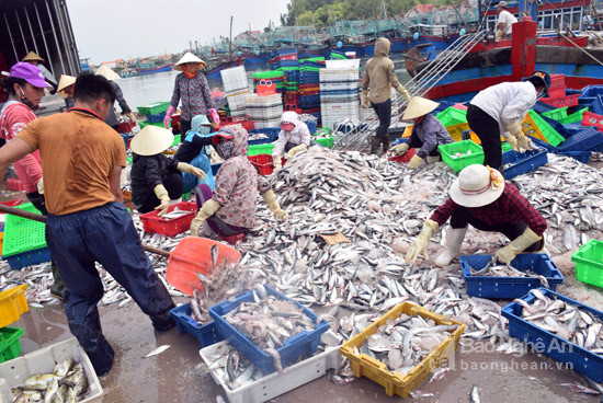Ngư dân Quỳnh Lưu bội thu hải sản đánh bắt xa bờ trong tháng 4 này. Ảnh: Xuân Hoàng