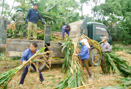 Ngô sinh khối Thanh Chương. Ảnh: Trần Đình Hà