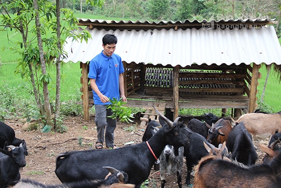 Mô hình chăn nuôi dê, bò, gà của đoàn viên Lương Văn May ở bản Bà, xã Hữu Kiệm (Kỳ Sơn) cho thu nhập 100 triệu đồng mỗi năm. Ảnh: Hoài Thu