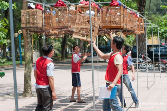 Hội thi chim năm nay do Phòng Văn hóa Thể thao phối hợp với CLB Chim cảnh Cửa Lò tổ chức. Với hơn 100 lồng chim của 7 CLB chim cảnh trong và ngoài tỉnh.