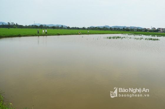 Phản ánh tới Báo Nghệ  An, người dân ở xã Hưng Dũng cho hay, năm nay, hàng trăm ha đất sản xuất lúa 2 vụ trên địa bàn thường xuyên chịu cảnh ngập úng. Đã có những khu vực không thể sản xuất hoặc gieo mạ nhưng hư hại. Xác minh tại HTX nông nghiệp Hưng Dũng, thì có tình trạng này. 