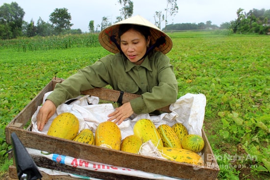 Mùa hè cũng là mùa cho thu hoạch dưa bở, một đặc sản thơm ngon của Cửa Lò. Một quả dưa nứt bán với giá 20.000 - 30.000 đồng. Ảnh: Thu Hiền