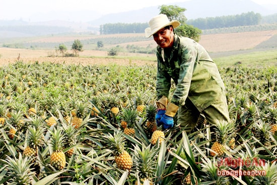 Dứa là cây trồng phổ biến ở Nghĩa Đàn, Quỳnh Lưu. Dứa Nghệ An đã từng xuất khẩu đi Châu Âu. Ảnh: Nông dân Quỳnh Thắng (Quỳnh Lưu) thu hoạch dứa. Ảnh: Hồng Diện