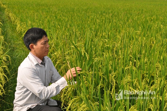 Kỹ sư Võ Tá Long - Trạm trưởng trạm khuyến nông huyện Nghi Lộc kiểm tra lúa HN6 đang trồng tại xóm 9, xã Nghi Hoa. Theo dự kiến, khoảng 1 tháng nữa sẽ thu hoạch