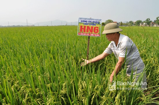 Không chỉ cán bộ khuyến nông mà người dân cũng rất quan tâm và chờ đợi giống lúa này. Trong ảnh: một người dân kiểm tra và chăm sóc nương lúa HN6 của mình.