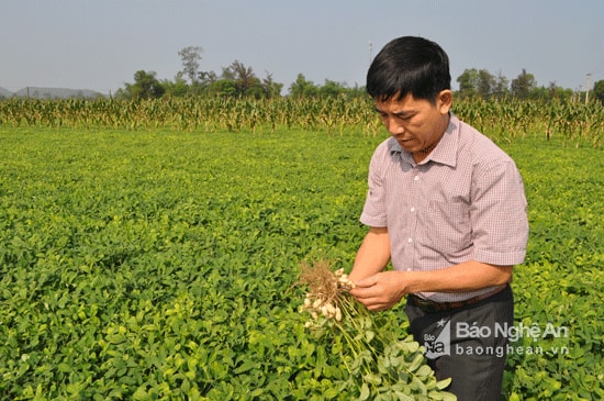 Kỹ sư Võ Tá Long - Trạm trưởng trạm khuyến nông huyện Nghi Lộc kiểm tra mô hình lạc nguyên chủng L14 được huyện hỗ trợ trồng 10 ha tại xóm Long Nam, xã Nghi Khánh. Với năng suất bình quân từ 1,6-1,7 tạ/sào và đầu vụ người dân được hỗ trợ 50% tiền giống nên diện tích trồng lạc L14 được nhân rộng rất nhanh