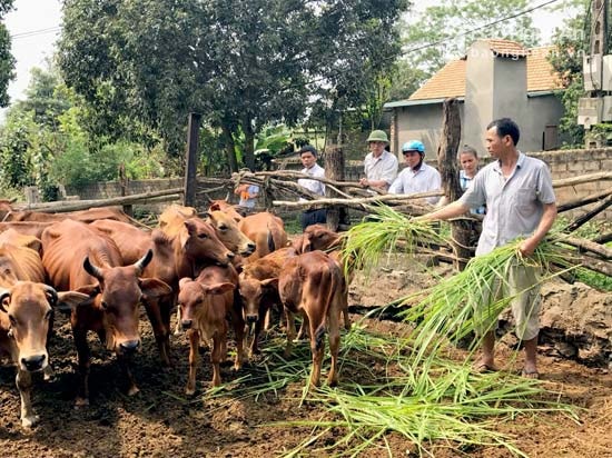 Gia đình anh Lê Hồng Trường luôn duy trì đàn bò trên 25 con, mỗi năm thu nhập trên 180 triệu đồng. Ảnh Minh Thái