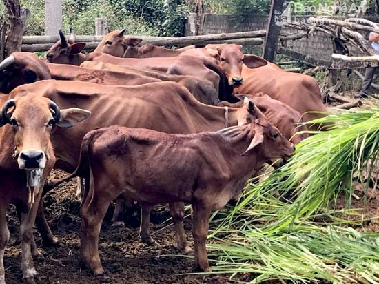Bên cạnh bán bò, bê, các gia đình chăn nuôi gia súc còn có nguồn thu từ bán phân. Ảnh Minh Thái