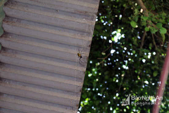 Trời vừa hửng nắng cũng là lúc những con nhện độc loang luốc bò ra để chăng tơ trên các mái nhà, dây điện, bụi cây...và trở thành đối tượng săn bắt của nhiều người dân vùng cao Nghệ An. Ảnh: Đào Thọ