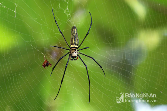 Mùa này, loại nhện độc chăng tơ để dụ các loại côn trùng khác đến làm thức ăn cho chúng. Ảnh: Đào Thọ