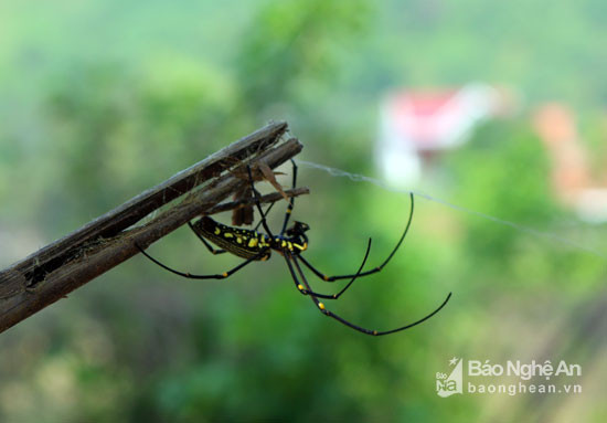 Loài nhện này rất chậm chạp nên khi đã dính vào sào thì việc bắt chúng trở nên rất dễ dàng. Ảnh: Đào Thọ