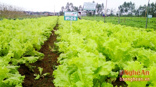 Sản phẩm rau an toàn Diễn Thành đã có mặt ở nhiều thị trường trong tỉnh. Ảnh tư liệu.