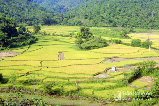 Đến thời điểm này, các ruộng lúa trên vùng cao của huyện Tương Dương đã bắt đầu vào vụ thu hoạch. Khắp các thửa ruộng bậc thang ở xã Tam Thái, lúa đã chín vàng. Ảnh: Đào Thọ