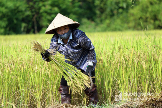 Tại bản Can (Tam Thái) do thời tiết nắng nóng nên nhiều người dân đã tranh thủ ra đồng sớm để gặt lúa. Ảnh: Đào Thọ