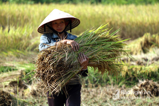 Vụ Xuân năm nay lúa ở Tam Thái chín sớm hơn do được gieo cấy xong trước Tết Nguyên Đán. Hầu hết các thửa ruộng đều đat năng suất cao. Ảnh: Đào Thọ