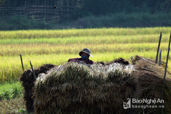 Trời nắng nóng nên lúa sau khi thu hoạch được tập trung phơi lại ngay trên đồng ruộng. Ảnh: Đào Thọ