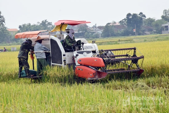 Thu hoạch lúa vụ Xuân tới, huyện Yên Thành sẽ không còn tình trạng 