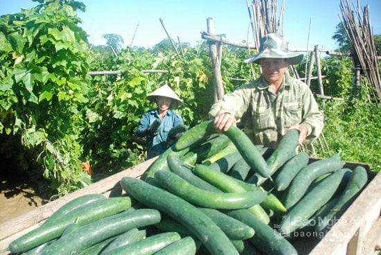 Bí xanh Thanh Chương. Ảnh: Đình Hà