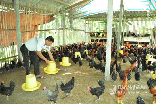 Mô hình gà Ai Cập lai đẻ siêu trứng của anh Phạm Văn Công, xóm Xuân Trung, xã Nghi Đức, TP Vinh