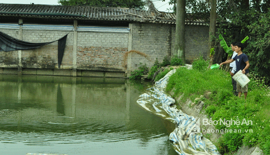 Mô hình nuôi cá trắm đen của ông Nguyễn Đức Luân ở khối Yên Duệ, phường Đông Vĩnh. Được sự hỗ trợ của Khuyến nông thành phố, từ ngày 01/3/2017, ông Luân thả 