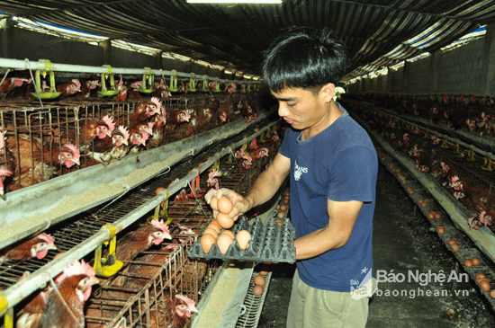 Ngoài nuôi cá trắm đen, ông Luân còn đầu tư trang trại gà có quy mô lên tới gần 2 vạn con, trong đó có khoảng 5.000 con đẻ trứng. 