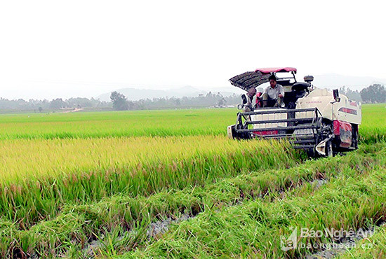 Nông dân Yên Thành đưa máy cơ giới vào đồng ruộng thu hoạch lúa xuân đã đẩy nhanh được tiến độ, giải phóng đất chuẩn bị làm Hè thu mùa. Ảnh Anh Tuấn
