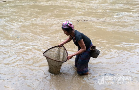 Tham gia xúc cá trên dòng lũ chủ yếu là phụ nữ. Ảnh: Đào Thọ