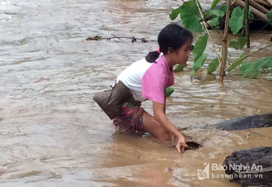 Trẻ em cũng đứng hai bên bờ xúc cá rất nguy hiểm bởi dòng nước càng lúc càng lên cao. Ảnh: Đào Thọ