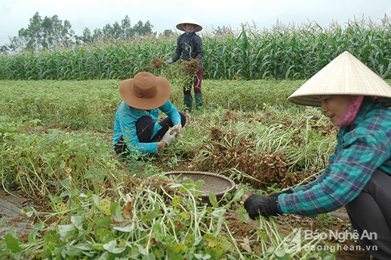 Nông dân Diễn Thành phấn khởi thu hoạch lạc xuân đạt năng suất cao. Mai Giang