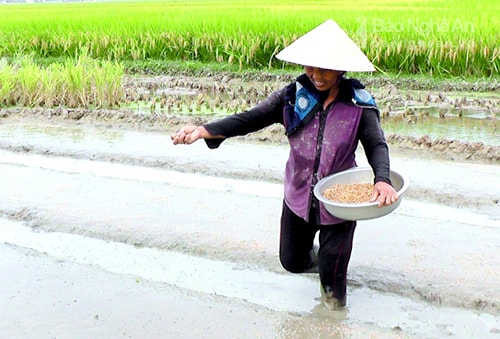 Yên Thành sản xuất hè thu 2017. Ảnh Anh Tuấn