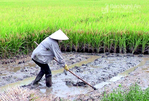 Yên Thành sản xuất hè thu 2017. Ảnh Anh Tuấn