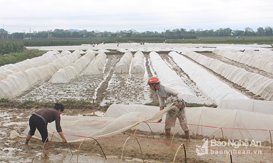 Nông dân xã Thanh Lĩnh, Thanh Chương phủ nilon chống rét cho mạ trong sản xuất vụ xuân năm 2017