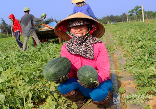 Chị Nguyễn Thị Thảo ở xã Diễn Thành, Diễn Châu cho biết : Dưa vụ xuân năm nay sinh trưởng tốt đều cho kích thước to, đẹp và mọng nước, thương lái vô cùng ưa chuộng. Ảnh: Quang An