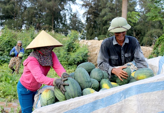 Dưa hấu được mùa. Ảnh: Quang An