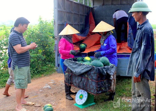 Dưa hấu được mùa. Ảnh: Quang An