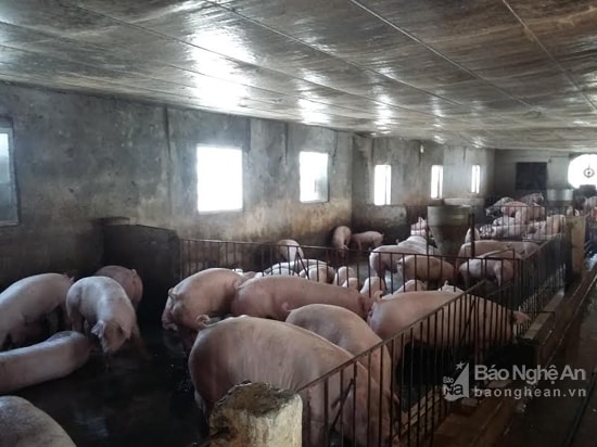 Trang trại chăn nuôi của anh Nguyễn Hà Trung ở Nam Đàn. Ảnh: Kim Dung (Đài Nam Đàn)