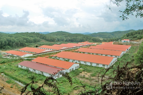 Trang trại chăn nuôi khép kín của Công ty Đại Thành Lộc ở Nam Đàn. Ảnh: Châu Lan