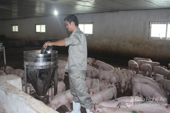 Cho lợn ăn tại trại lợn của Công ty Tiến Thành, Yên Thành.