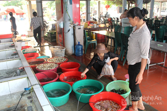 Phong phú hải sản biển phục vụ du khách về với biển Quỳnh. Hải sản đựơc nuôi bảo quản trong bể sục khí nên tươi đựơc lâu.  Ảnh: Việt Hùng