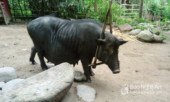 Lợn “đeo gông”, một kiểu chăn chặn vật nuôi phá hàng rào ở miền núi. Kiểu chăn nuôi này làm nên đặc sản lợn bản nhưng lại thường khan hiếm vì chỉ được nuôi với số lượng ít.