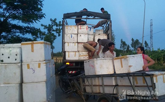 Thương lái vận chuyển chanh về Nghi Lộc tiêu thụ