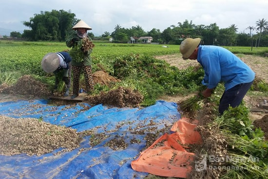 Vụ xuân 2017,Trạm Khuyến nông Nghi Lộc chuyển giao KHKT, phòng trừ tốt sâu bệnh nên lạc đạt  bình quân 3,2 -3,5 tạ /sào. Ảnh: Thu Hiền