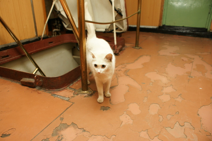 Dưới quyền Botsman là hàng chục con mèo các loại, mỗi con chiếm một khu vực riêng trên tàu. Chúng hoạt động rất siêng năng và luôn chấp hành mệnh lệnh của thuyền trưởng.