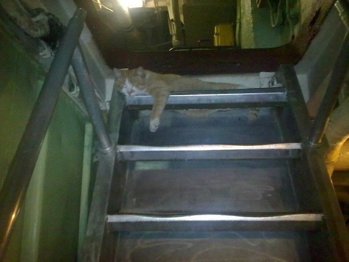 Trong khi đó, các thủy thủ trên tàu khu trục Nguyên soái Ustinov lại than phiền con mèo trên tàu của họ rất lười biếng, bất chấp kỷ luật do các chỉ huy đặt ra. Mỗi khi về cảng Severodvinsk, con mèo này lại chạy tới nhà máy sửa chữa Zvezdochka gần đó để tìm bạn.