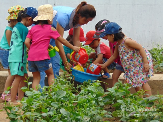 Rau sạch trường mầm non Quỳnh Lưu. Ảnh: Thanh Toàn