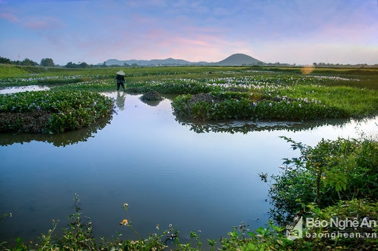 Trong ráng chiều vùng đất chiêm trũng hiện lên thanh bình,  đẹp đẽ. Ảnh: Sách Nguyễn