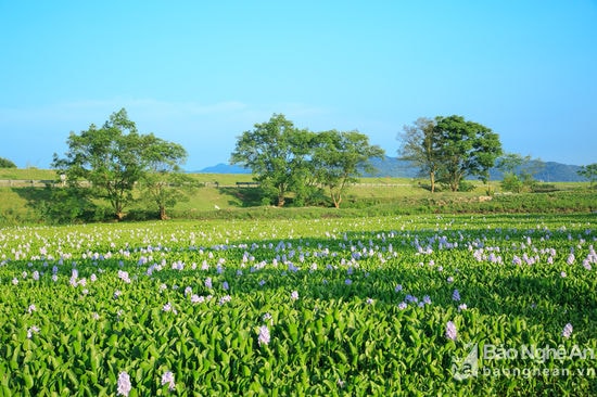 Cánh đồng quê. Ảnh: Sách Nguyễn