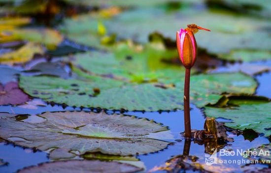 Một bông súng vừa kịp ngoi lên khỏi mặt nước để khẳng định sức sống của mình trong mùa hè oi ả. Ảnh: Sách Nguyễn