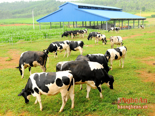 Trang trại bò sữa Vinamilk tại Nghệ An là trang trại đầu tiên đạt chuẩn Global G.A.P