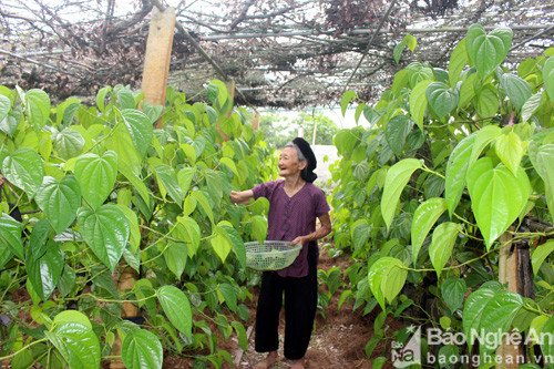 Từ cây trồng truyền thống, đến nay người dân Nghi Ân đã phát  triển cây trầu không thành cây trồng hàng hóa, cho thu nhập cao.